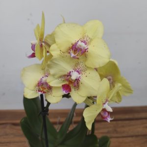 Phalaenopsis - 2 Hastes