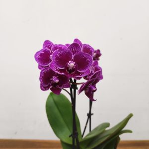 Phalaenopsis - 2 Hastes
