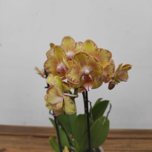 Phalaenopsis - 2 Hastes