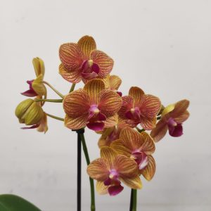 Phalaenopsis - 2 Hastes