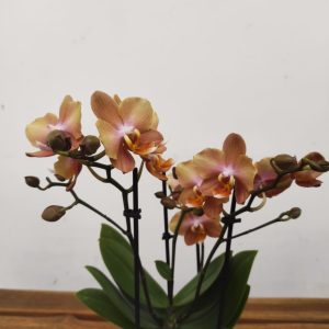 Phalaenopsis - 3 Hastes