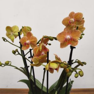 Phalaenopsis - 3 Hastes