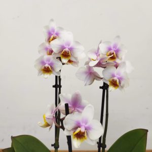 Phalaenopsis - 3 Hastes