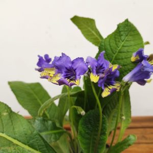 Streptocarpus