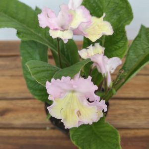 Streptocarpus
