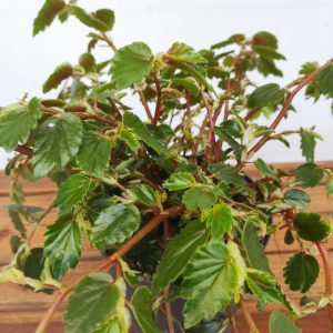 Begonia Leaf Foliosa Xl