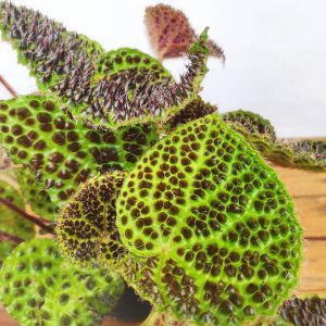 Begonia Leaf  Melanobullata – Dinosaur