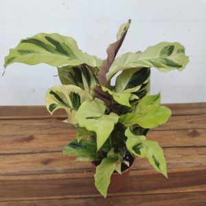 Calathea Fusion Yellow V.12