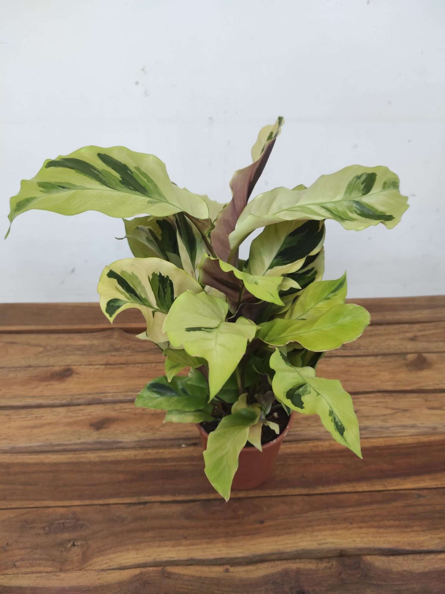 Calathea Fusion Yellow V.12