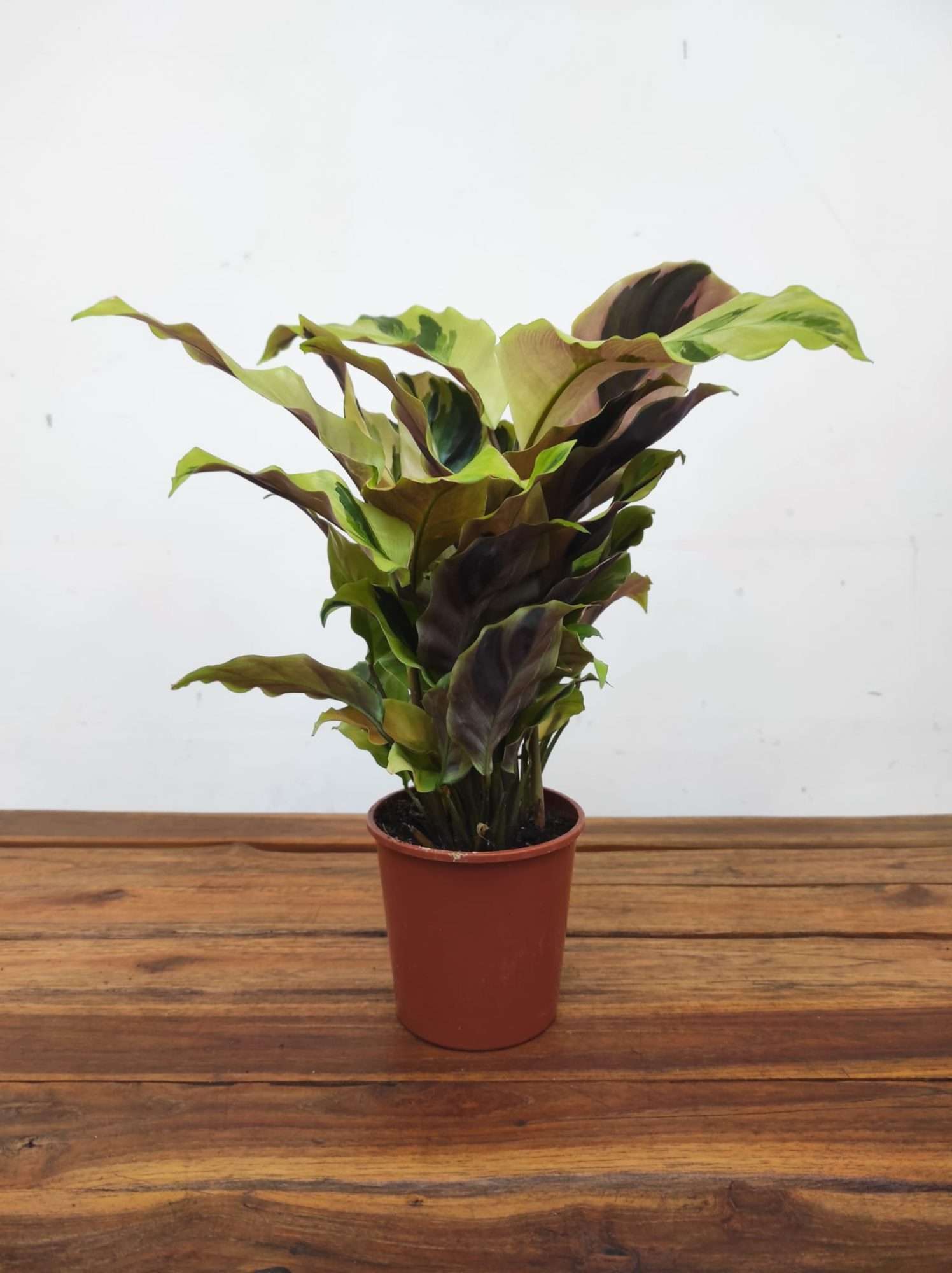 Calathea Fusion Yellow V.12 - Image 2