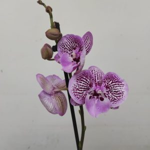 Phalaenopsis Limited – 2 Hastes