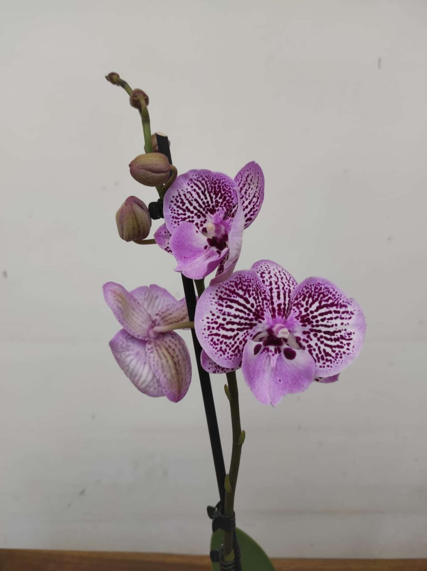 Phalaenopsis Limited – 2 Hastes