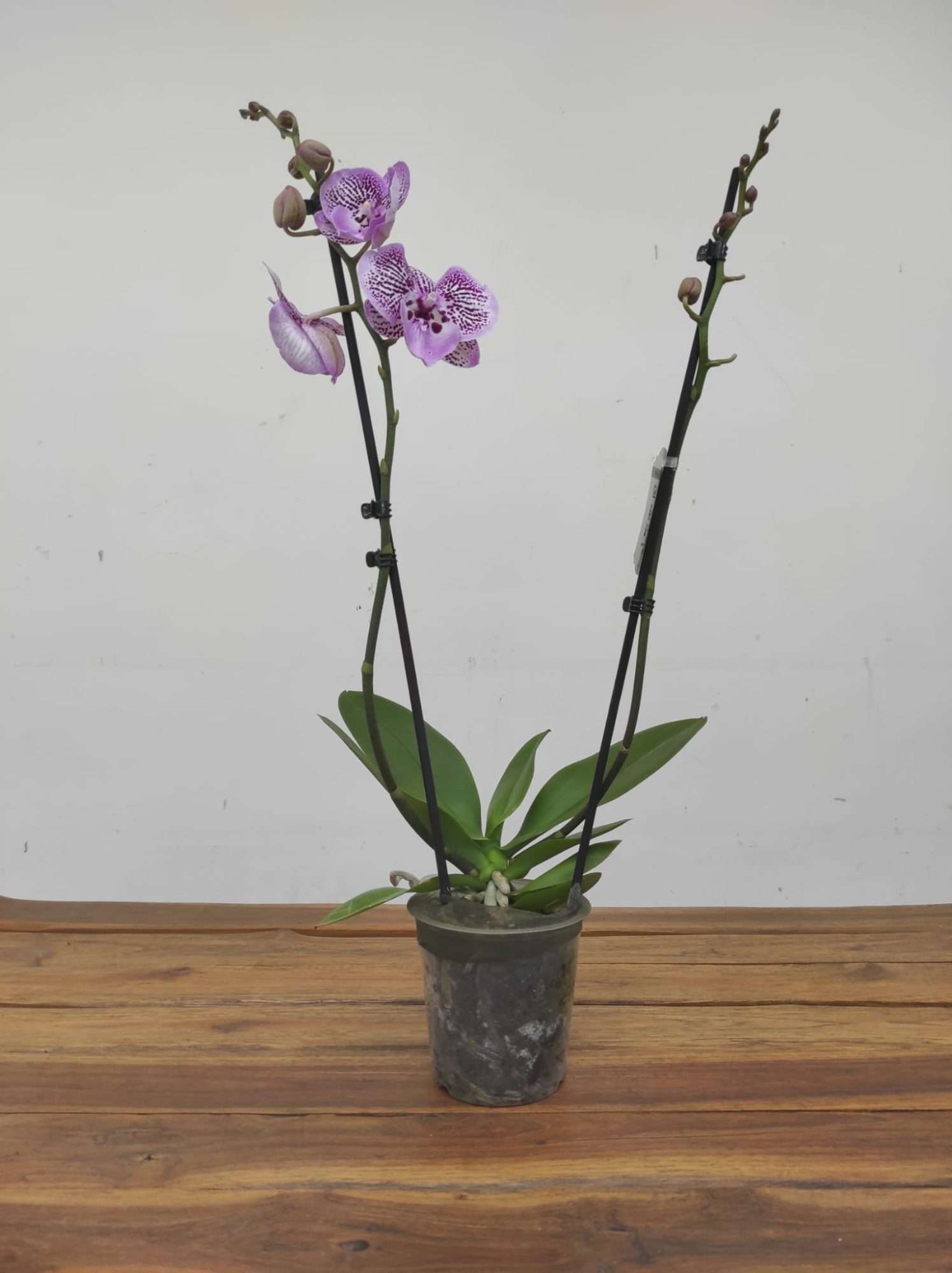 Phalaenopsis Limited – 2 Hastes - Image 2
