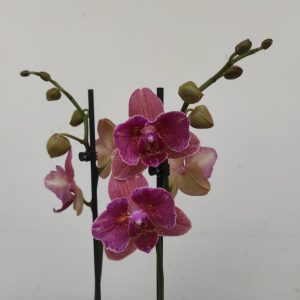 Phalaenopsis Limited – 2 Hastes