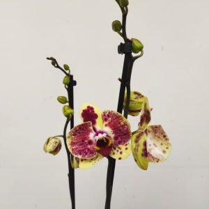 Phalaenopsis Limited – 2 Hastes