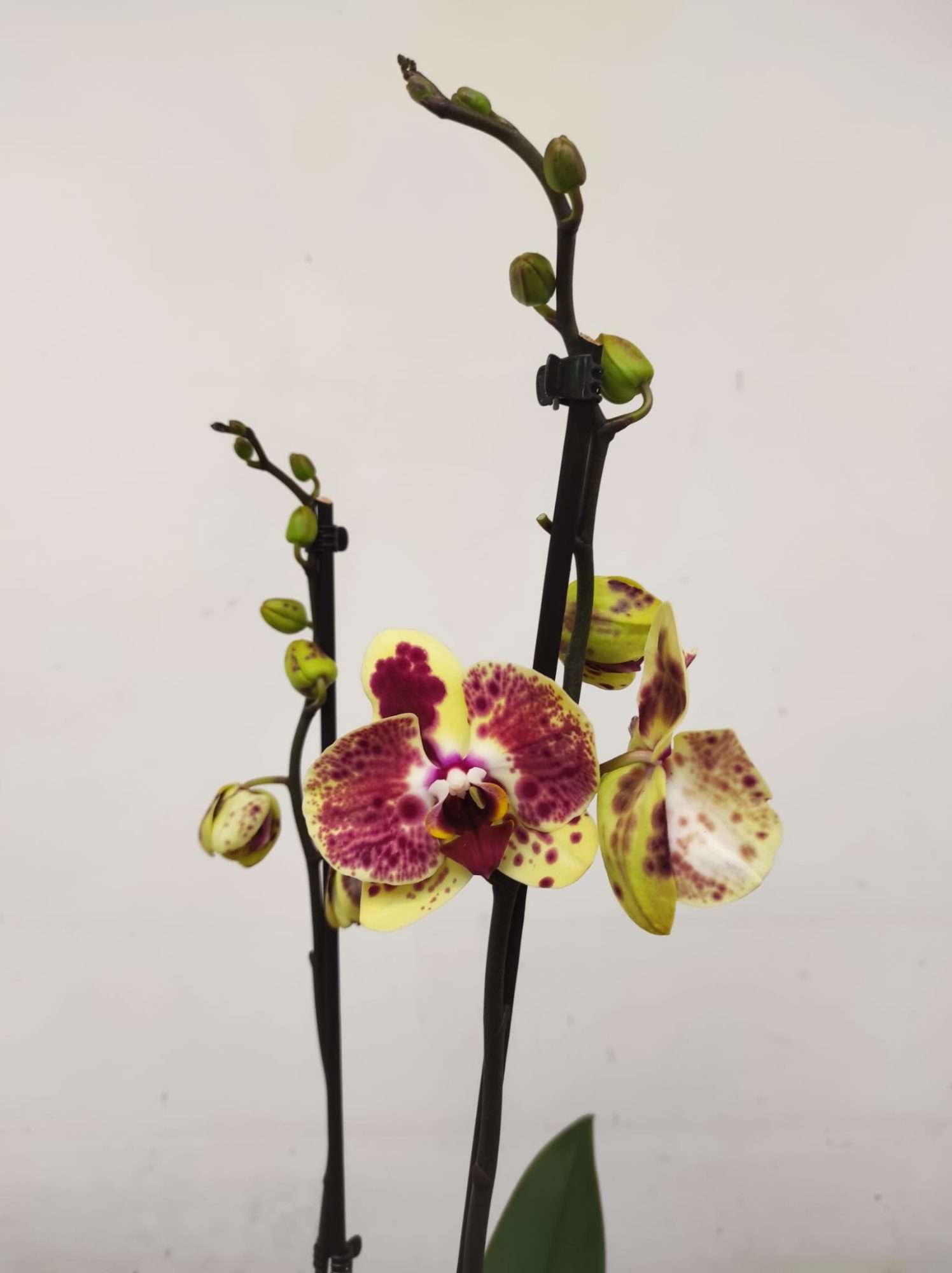 Phalaenopsis Limited – 2 Hastes