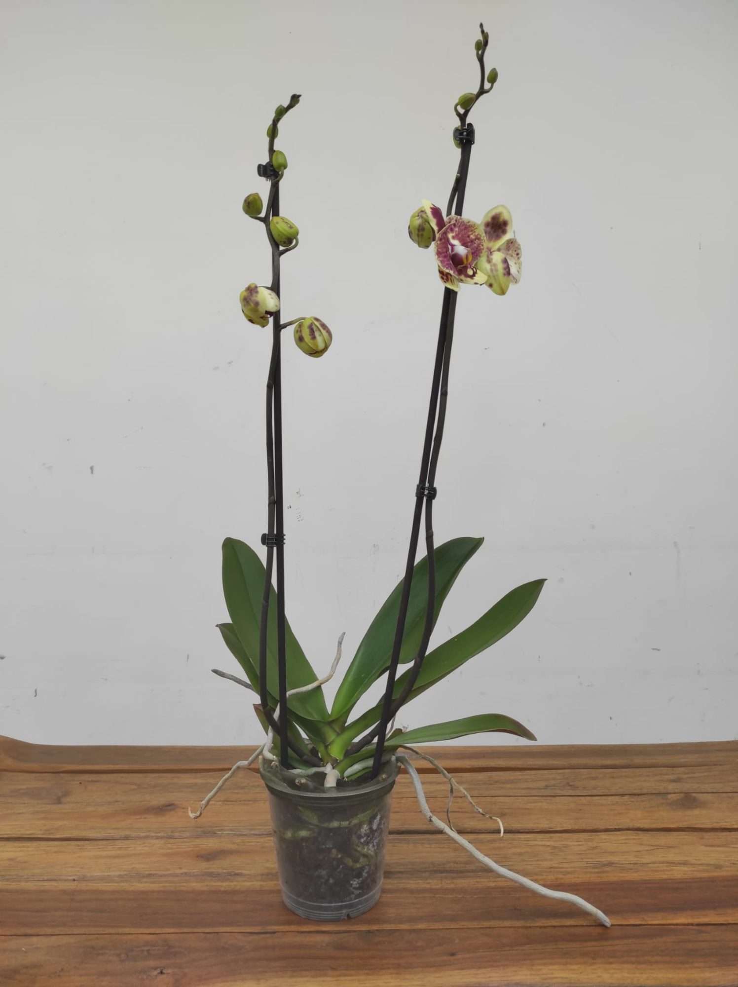 Phalaenopsis Limited – 2 Hastes - Image 2