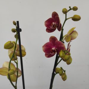 Phalaenopsis Limited – 2 Hastes
