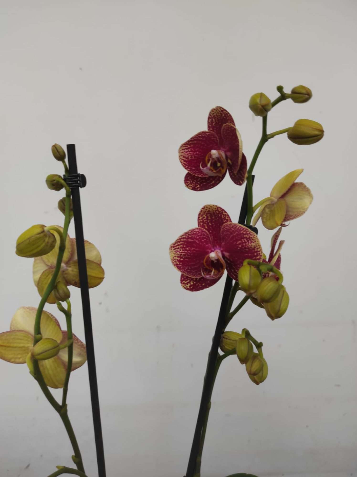 Phalaenopsis Limited – 2 Hastes