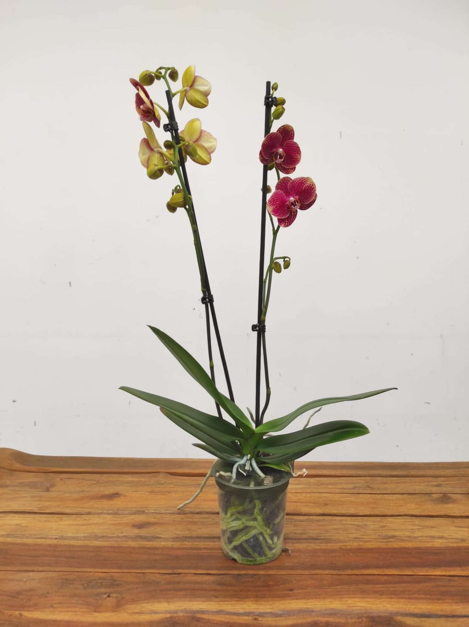 Phalaenopsis Limited – 2 Hastes - Image 2