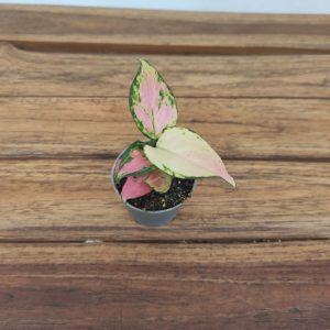 Aglaonema 'Rich Red' - V.6