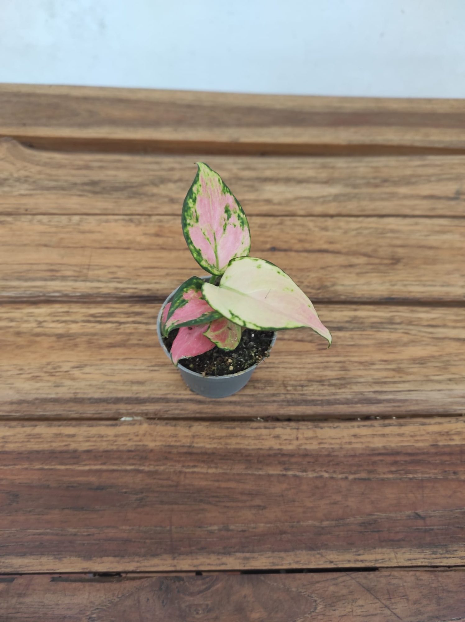 Aglaonema 'Rich Red' - V.6