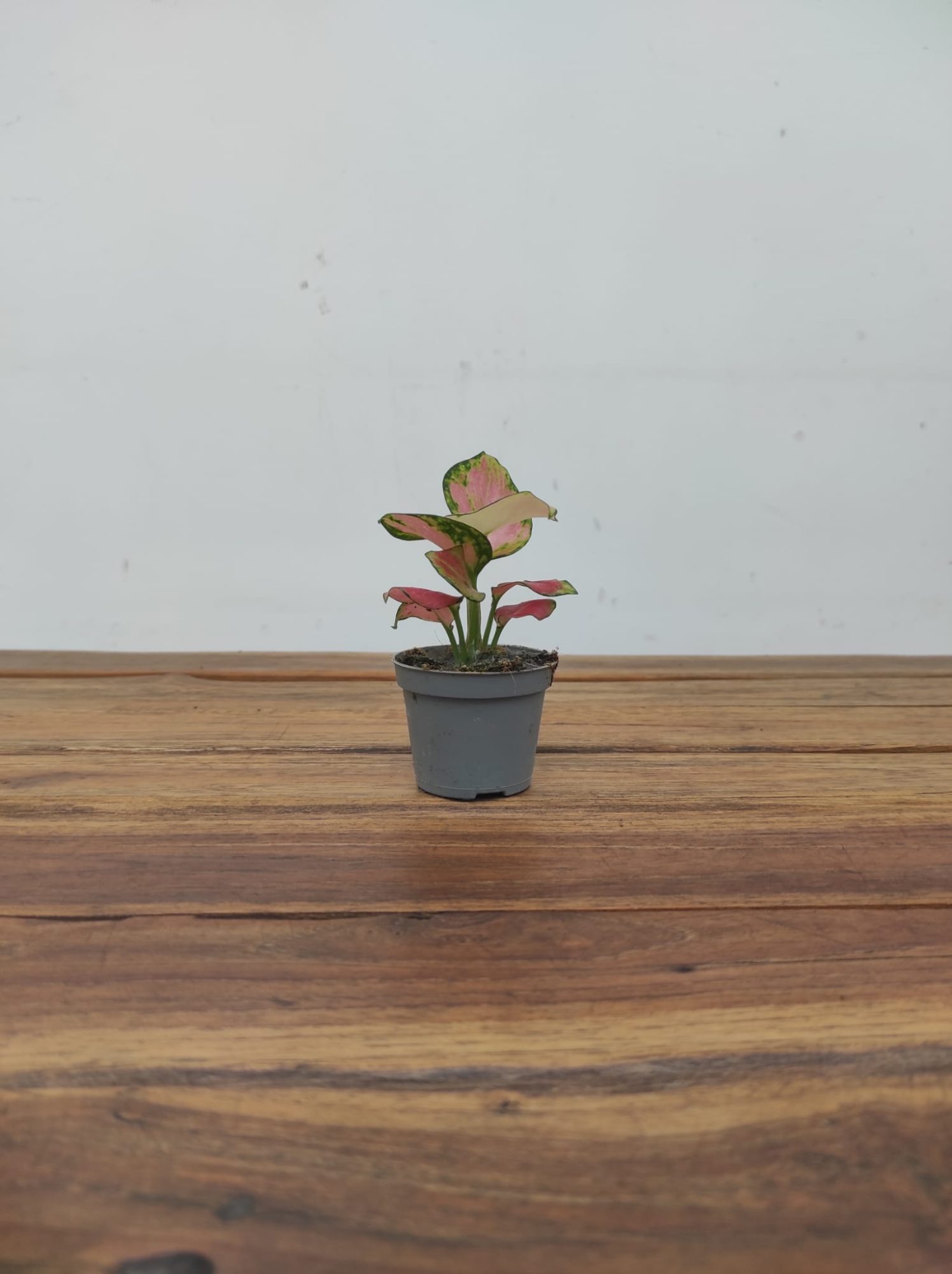 Aglaonema 'Rich Red' - V.6 - Image 2