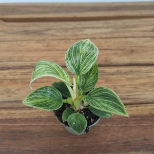 Philodendron Birkin 'White Measure' - V.6