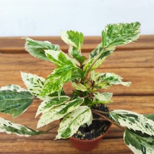 Hibiscus Rosa Variegata - V.6