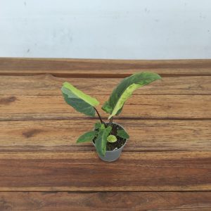 Alocasia Lauterbachiana Variegata