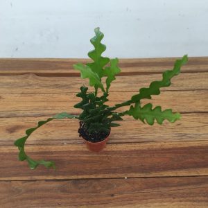 Epiphyllum  Fishbone