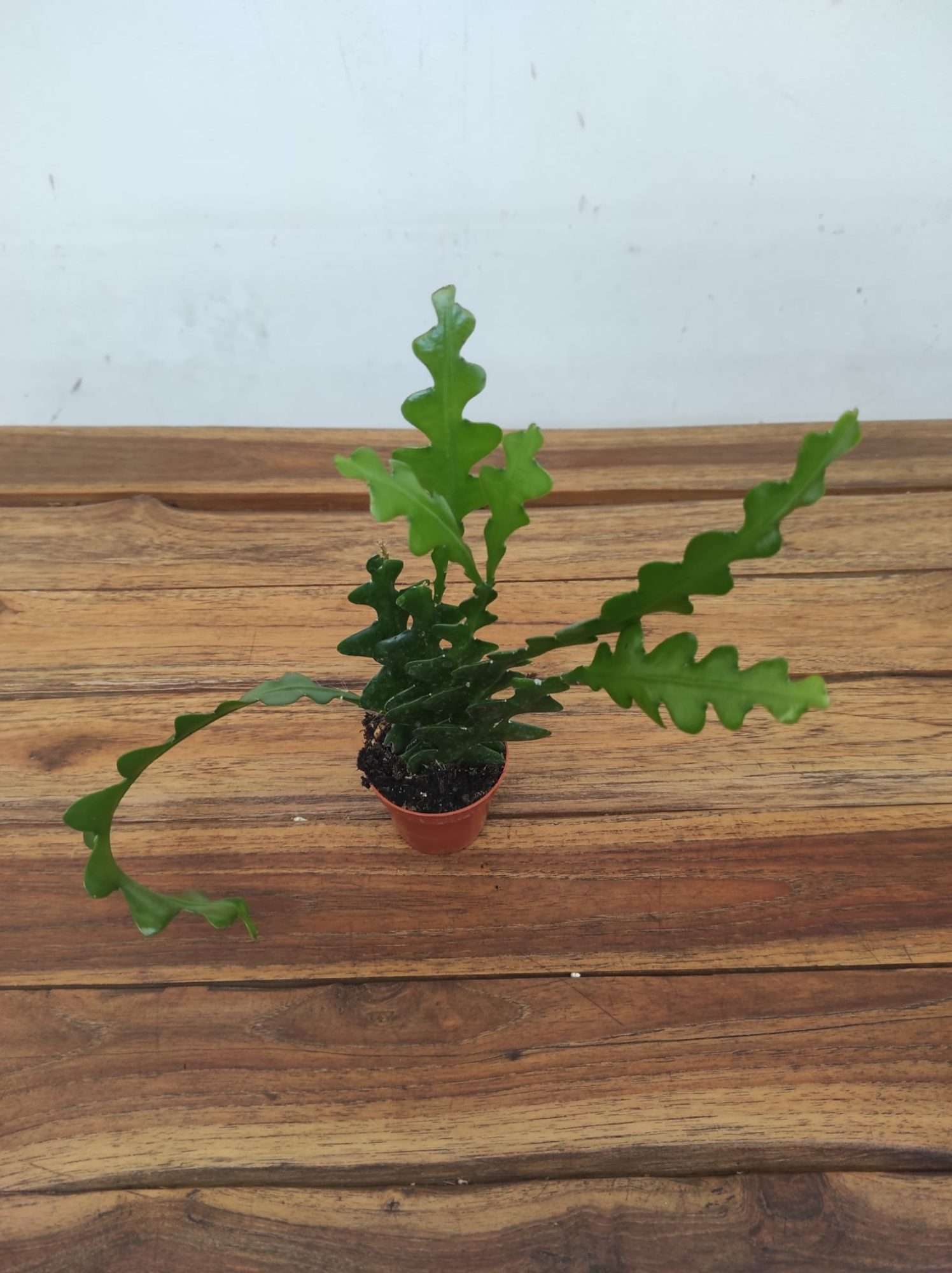 Epiphyllum Fishbone