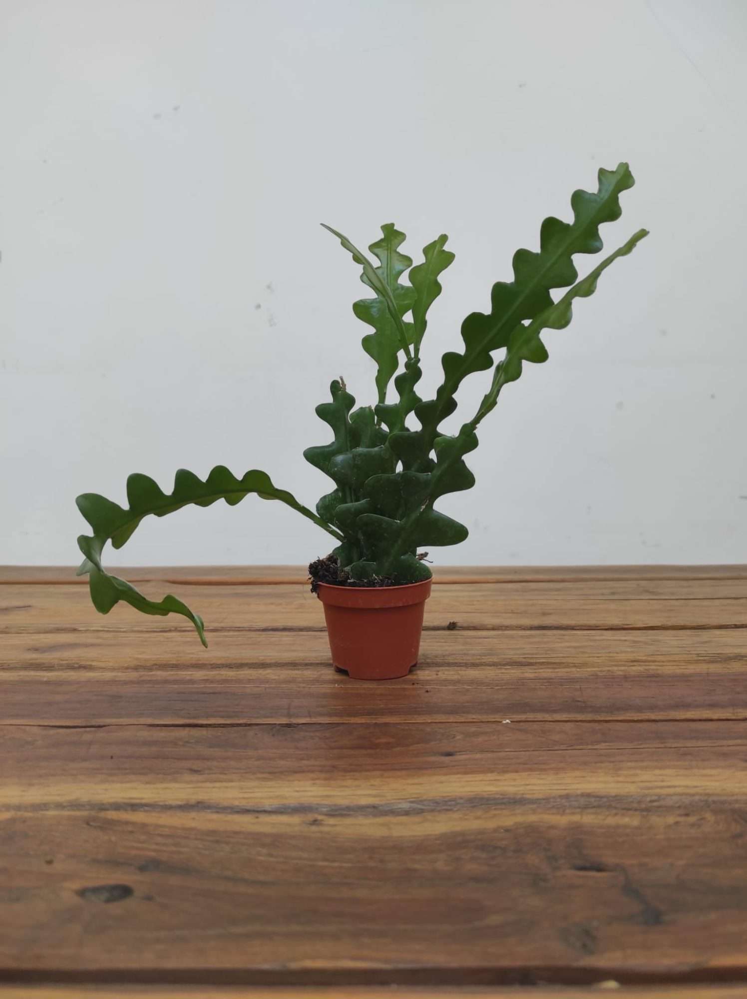 Epiphyllum Fishbone - Image 2