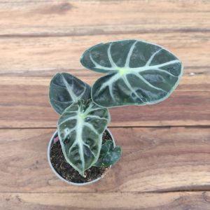 Alocasia Heart Ballon