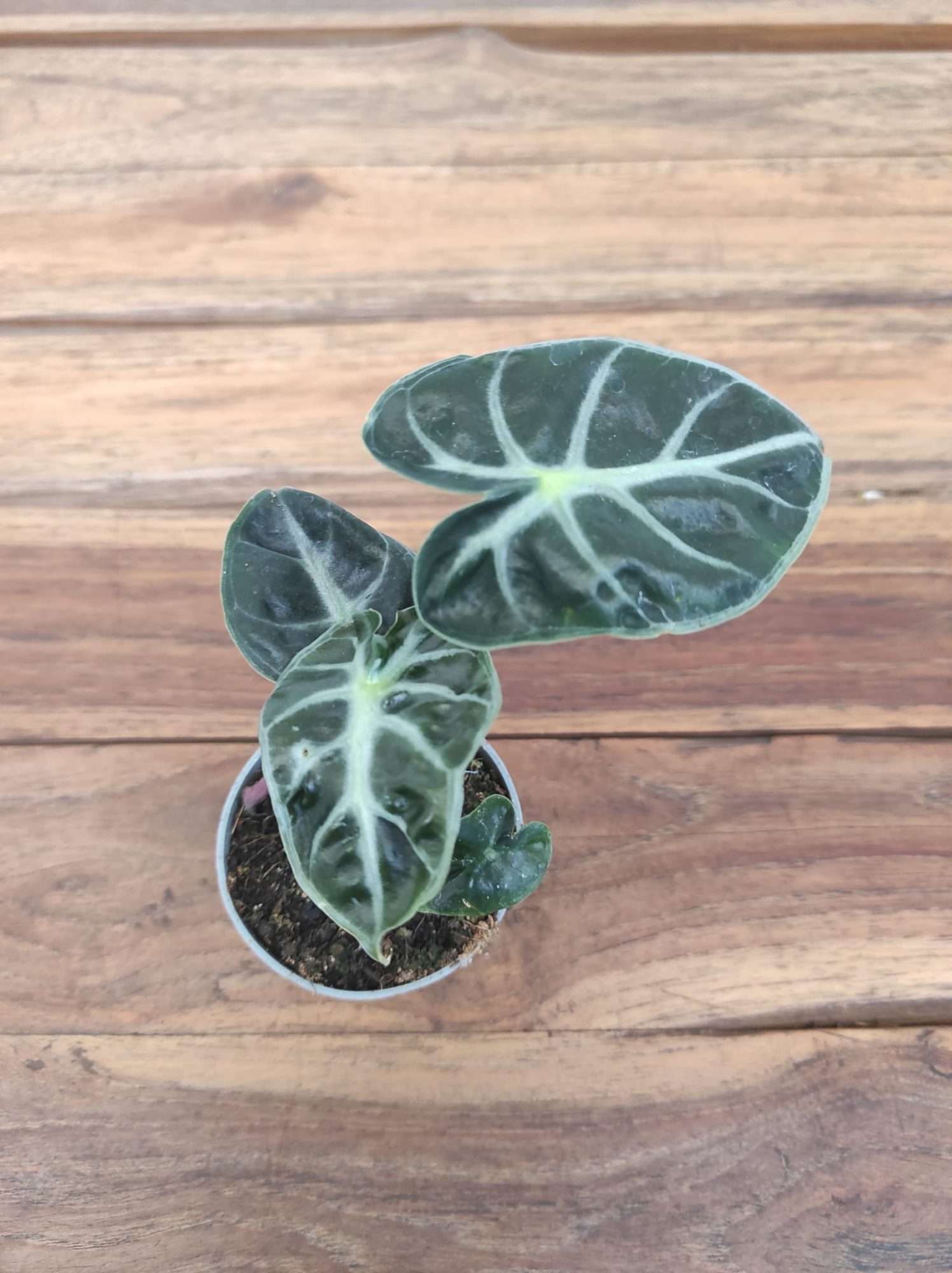 Alocasia Heart Ballon