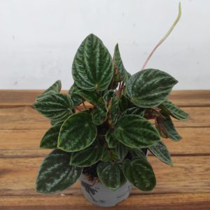 Peperomia Caperata Amazonas