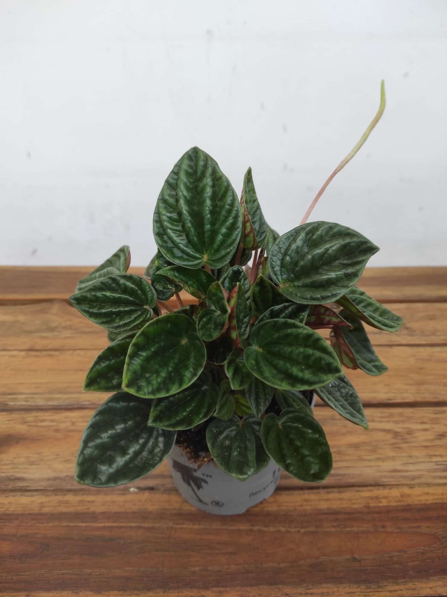 Peperomia Caperata Amazonas