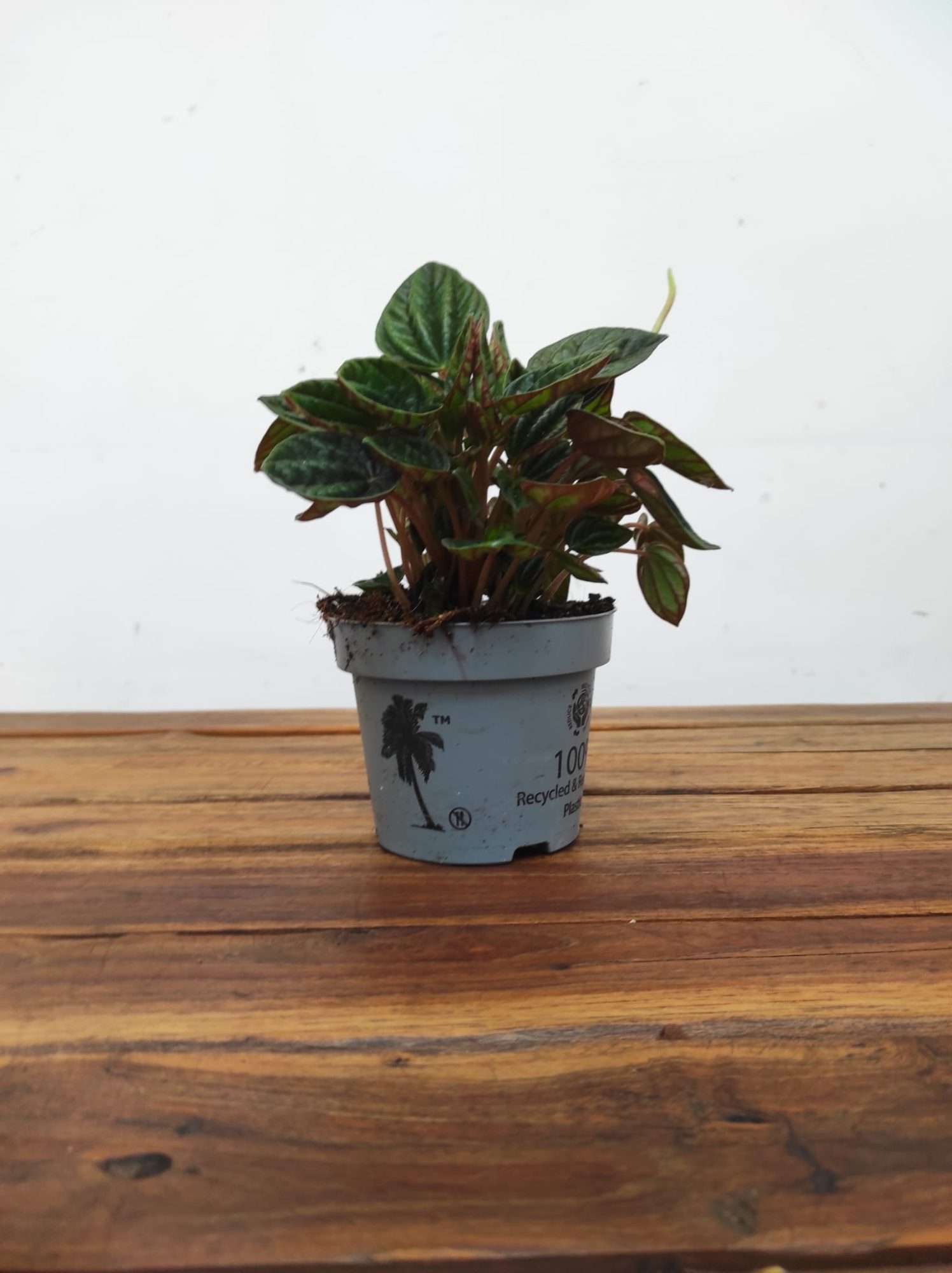 Peperomia Caperata Amazonas - Image 2