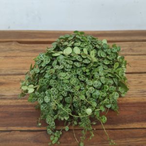 Peperomia Prostrata