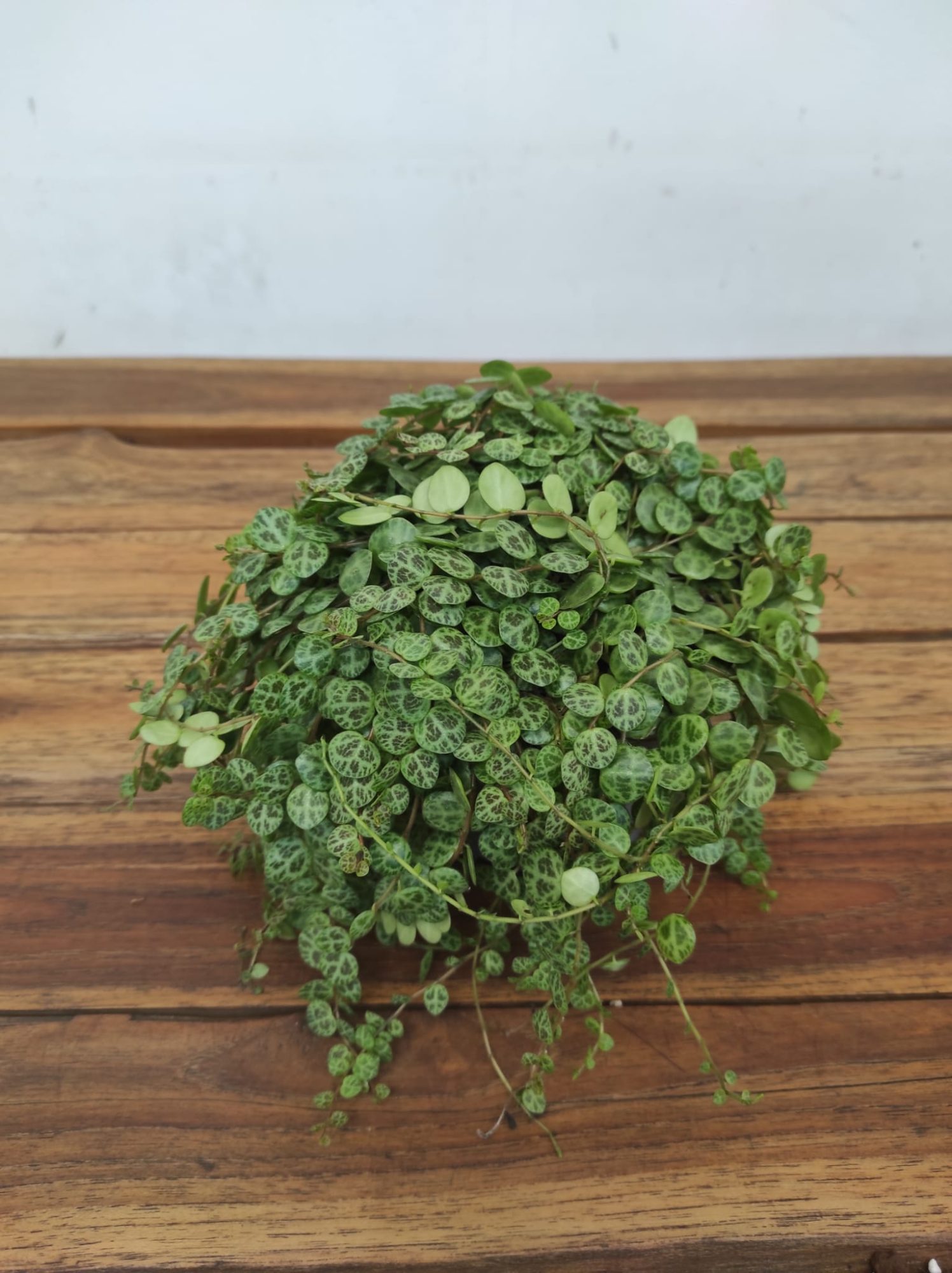 Peperomia Prostrata