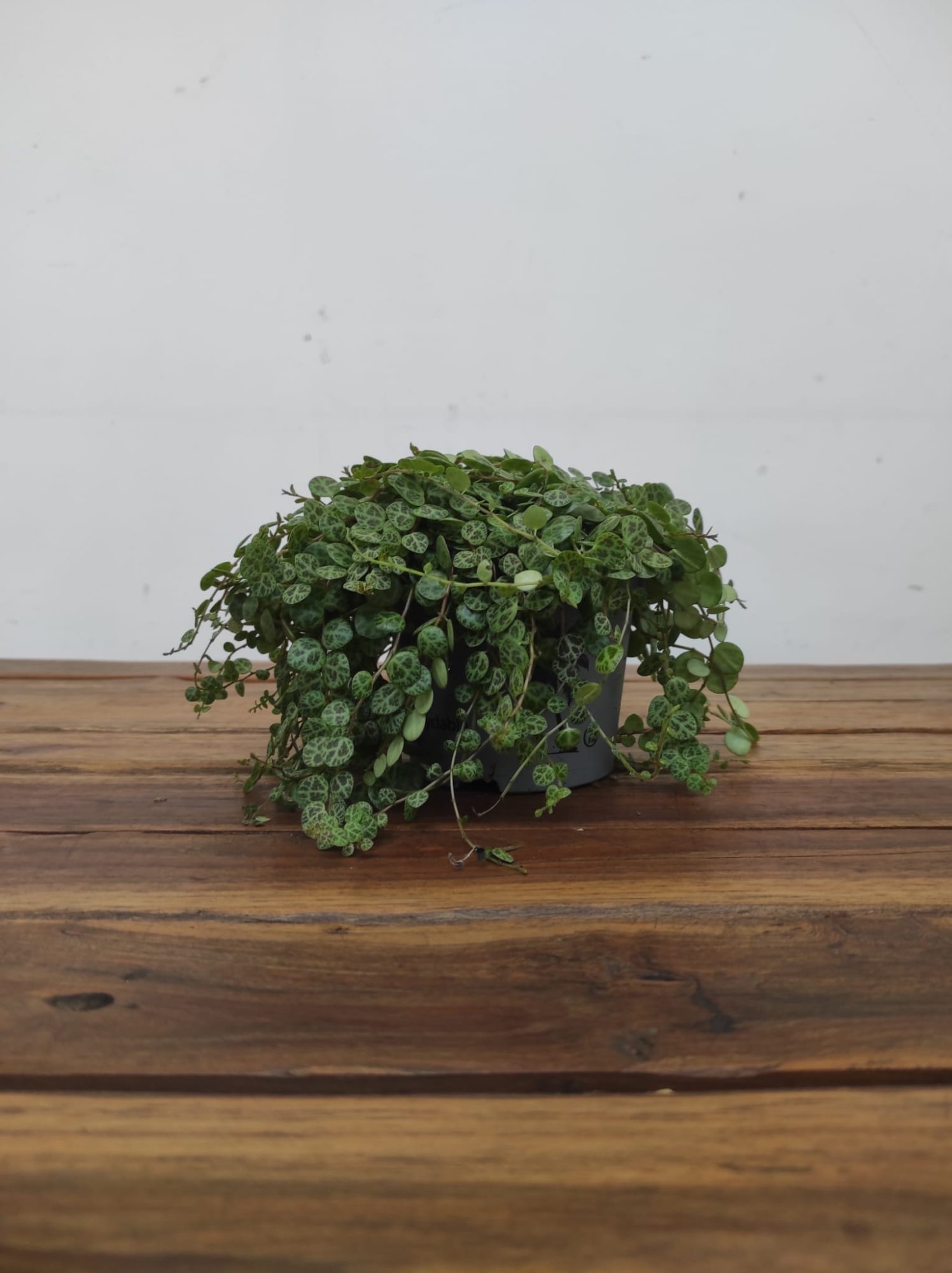 Peperomia Prostrata - Image 2
