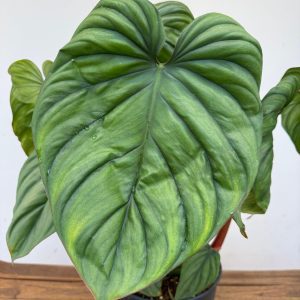 Philodendron 'Colombia'