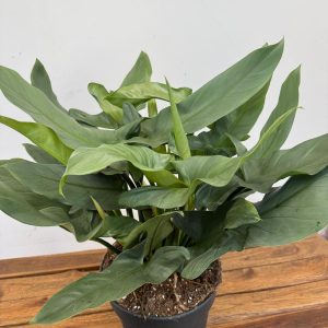 Philodendron 'Sylver Queen'