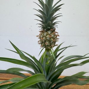 Ananas 'Mi Amigo'