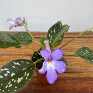Michaelmoelleria Vietnamensis