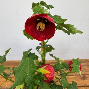 Abutilon - Vermelho