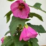 Abutilon - Rosa