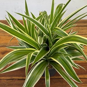 Chlorophytum Com. 'Ocean'