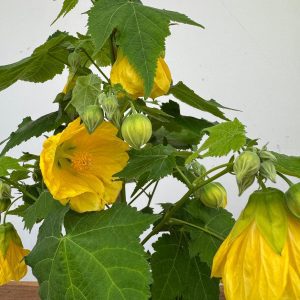 Abutilon - Amarelo