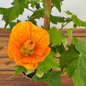 Abutilon - Laranja